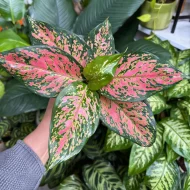 Red Aglaonema Indoor Plant রেড অ্যাগ্লোনেমা ইনডোর প্ল্যান্ট - Image 2