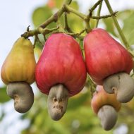 Cashew Nut Tree কাজু বাদাম গাছ - Image 2