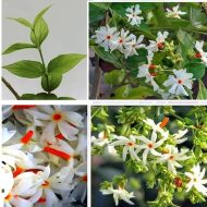 শিউলি ফুল গাছ - সাদা ও কমলা রঙের সুগন্ধি ফুলের গাছ - Plant In BD