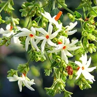Sheuli Flower Plant শিউলি ফুল গাছ - Image 3