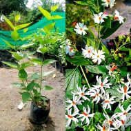 Sheuli Flower Plant শিউলি ফুল গাছ - Image 2