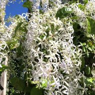 শ্বেতমনি লতার চারা - Shwetmoni white sandpaper vine plant for sale in Bangladesh