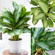 Silver Queen Indoor Plant সিলভার কুইন ইনডোর প্ল্যান্ট - Image 2