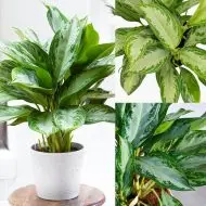 সিলভার কুইন - রুপালি-সবুজ ডোরাকাটা পাতার ইনডোর প্ল্যান্ট - Plant In BD