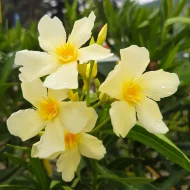 Yellow Oleander হলুদ করবি - Image 2