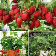 স্ট্রবেরি গাছ - মিষ্টি ও রসালো বেরি ফলের চারা - Plant In BD