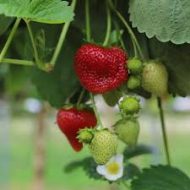 Strawberry স্ট্রবেরি - Image 2