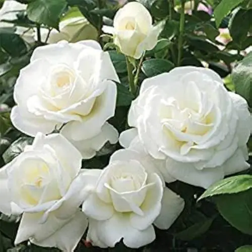 সাদা গোলাপ গাছ - বিশুদ্ধ সাদা সুগন্ধি ফুলের চারা - Plant In BD