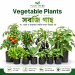 Vegetable Plants / সবজি গাছ