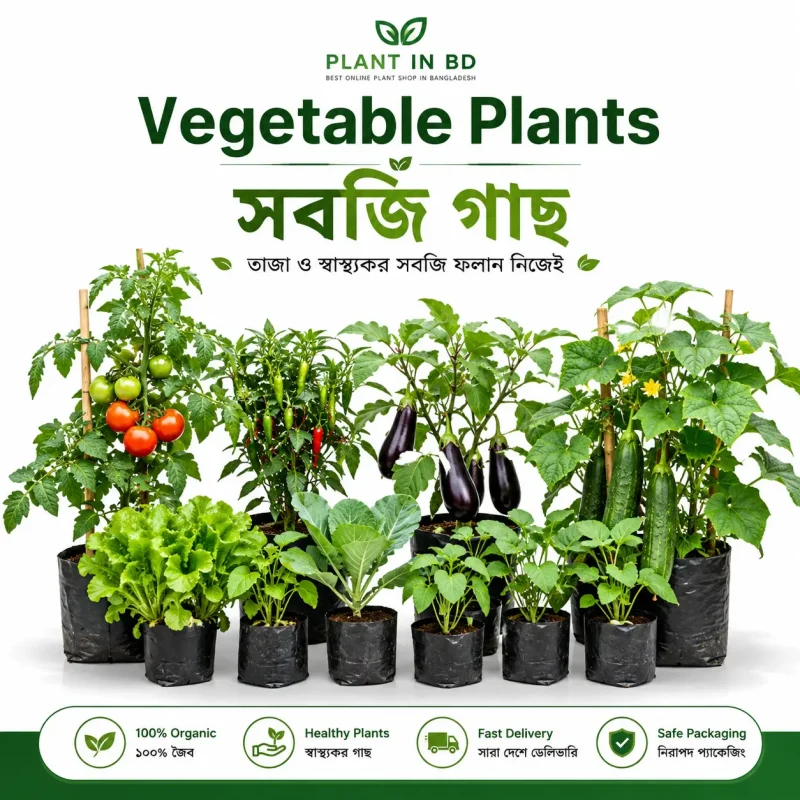 Fresh Vegetable Plants Collection | সবজি গাছ | Plant In BD