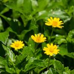ভৃঙ্গরাজ গাছ - চুলের যত্নের ভেষজ গাছ - Plant In BD