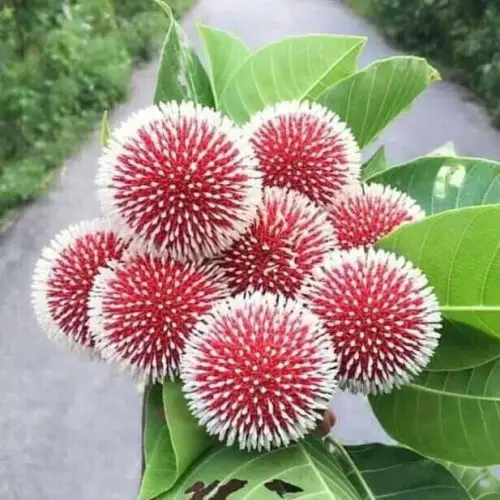 চায়না কদম গাছের চারা - দ্রুত বর্ধনশীল কাঠের গাছ - Plant In BD