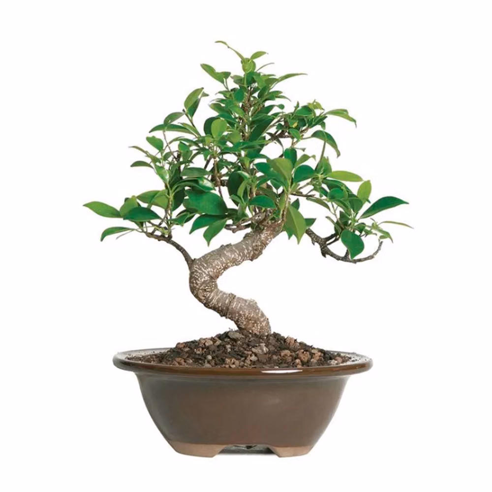 ficus-s-shape-bonsai-5-years-plant-in-bd ফিকাস এস শেপ বনসাই - ৫ বছর পুরনো এস-আকৃতির বনসাই - Plant In BD