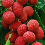 মোজাফফরী লিচু গাছ - রাজশাহীর বিখ্যাত মিষ্টি লিচুর চারা - Plant In BD