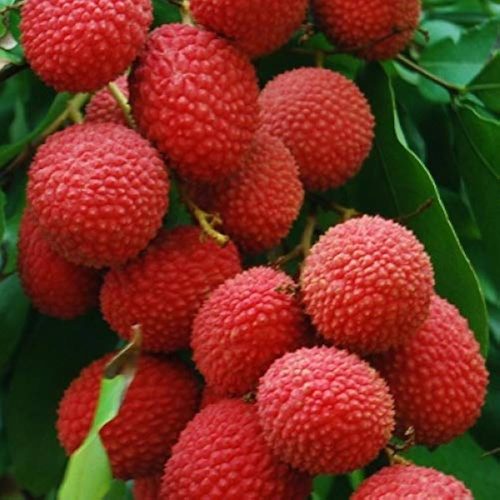 মোজাফফরী লিচু গাছ - রাজশাহীর বিখ্যাত মিষ্টি লিচুর চারা - Plant In BD