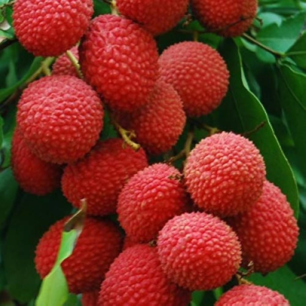 mojafori-lichi-tree-plant-in-bd মোজাফফরী লিচু গাছ - রাজশাহীর বিখ্যাত মিষ্টি লিচুর চারা - Plant In BD