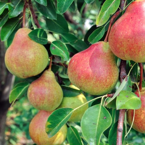 নাশপাতি গাছ - মিষ্টি ও রসালো বিদেশি ফলের চারা - Plant In BD
