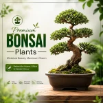 Bonsai Plants / বনসাই গাছ