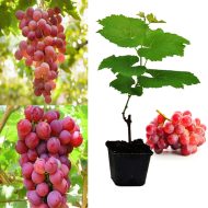 Red Grape Plant লাল আঙ্গুর গাছ - Image 2