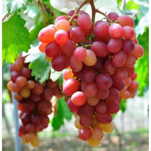 লাল আঙ্গুর গাছ - মিষ্টি ও রসালো বিদেশি ফলের চারা - Plant In BD
