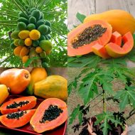 Red Lady Papaya Plant রেড লেডি পেঁপে গাছ - Image 2