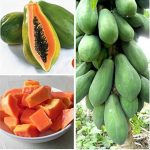 রেড লেডি পেঁপে গাছ - উচ্চ ফলনশীল পেঁপের চারা - Plant In BD