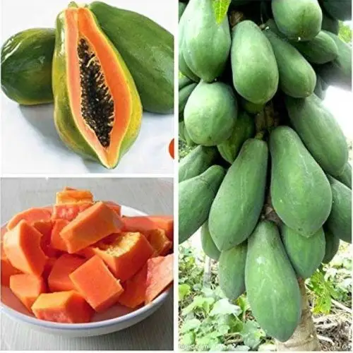 রেড লেডি পেঁপে গাছ - উচ্চ ফলনশীল পেঁপের চারা - Plant In BD