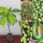 থাই মিস্টি জলপাই গাছ - মিষ্টি থাই ফলের চারা - Plant In BD