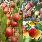 ভারত সুন্দরী কুল গাছ - উন্নত জাতের মিষ্টি কুলের চারা - Plant In BD