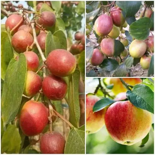 ভারত সুন্দরী কুল গাছ - উন্নত জাতের মিষ্টি কুলের চারা - Plant In BD