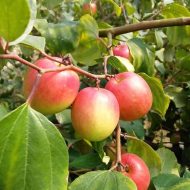Varot Sundori Kul Plant ভারত সুন্দরী কুল গাছ - Image 2