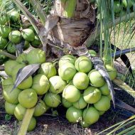 Vietnam Coconut Tree Plant ভিয়েতনাম নারিকেল গাছ - Image 2