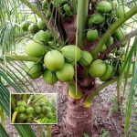 ভিয়েতনাম নারিকেল গাছ - উচ্চ ফলনশীল ডোয়ার্ফ নারিকেলের চারা - Plant In BD