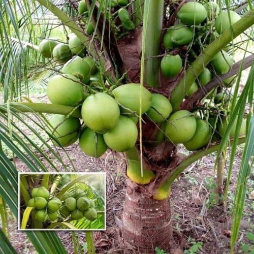 ভিয়েতনাম নারিকেল গাছ - উচ্চ ফলনশীল ডোয়ার্ফ নারিকেলের চারা - Plant In BD
