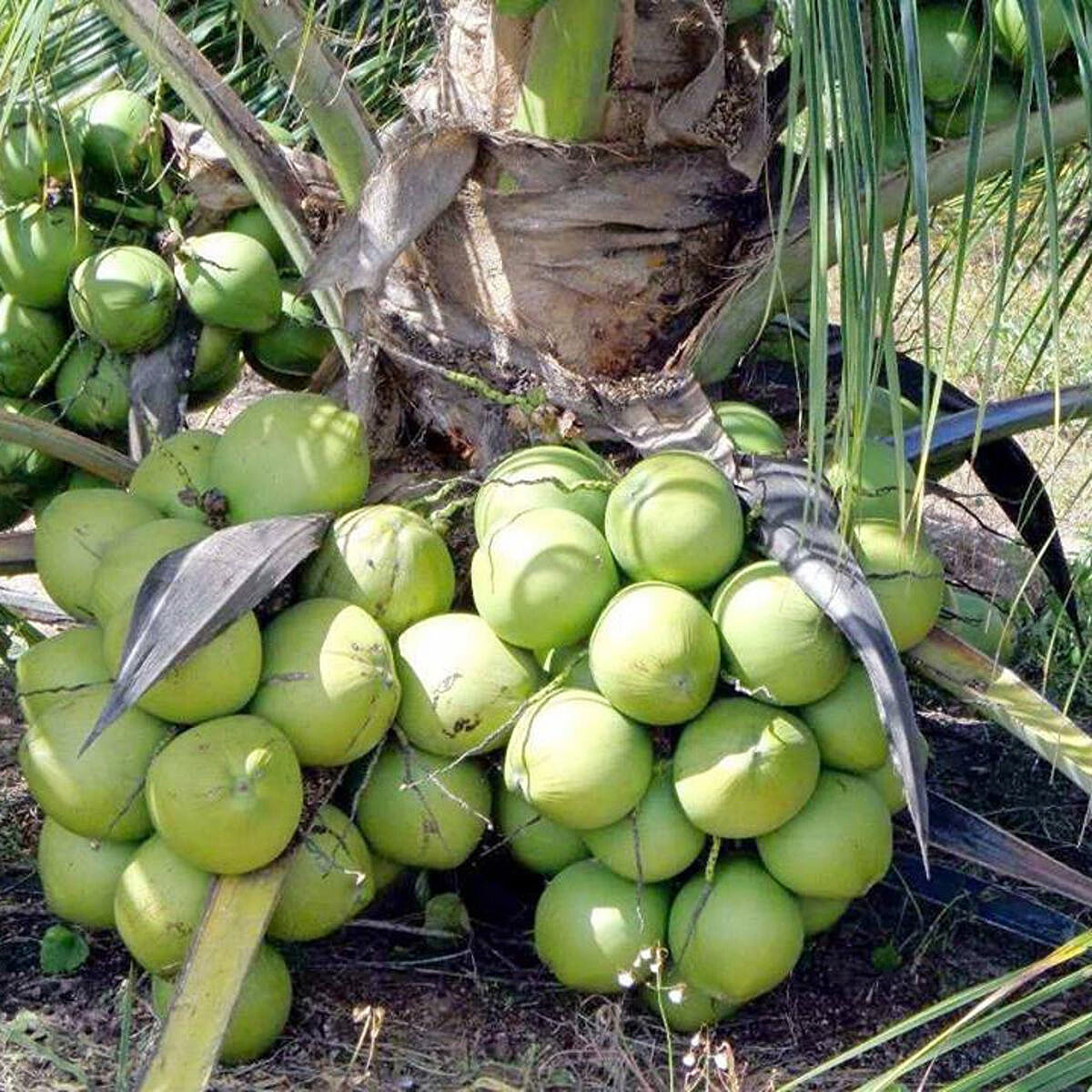 vietnam-coconut-tree Vietnam Coconut Tree Plant ভিয়েতনাম নারিকেল গাছ - Image 2