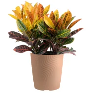 Codiaeum Patabahar ক্রোটন (পাতাবাহার) - Image 2