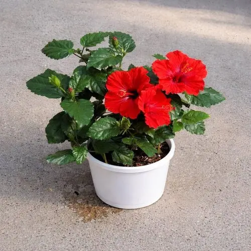 জবা ফুল গাছ - উজ্জ্বল লাল ফুলের শোভাবর্ধক গাছ - Plant In BD
