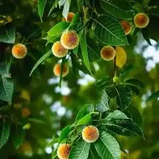 কদম গাছ - বর্ষার সুগন্ধি ফুলের ছায়াদানকারী বৃক্ষ - Plant In BD