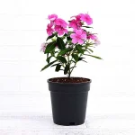 নয়নতারা গাছ - সারাবছর ফুল ফোটে এমন ঔষধি গাছ - Plant In BD